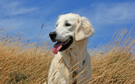 608867 (a): :2560x1600